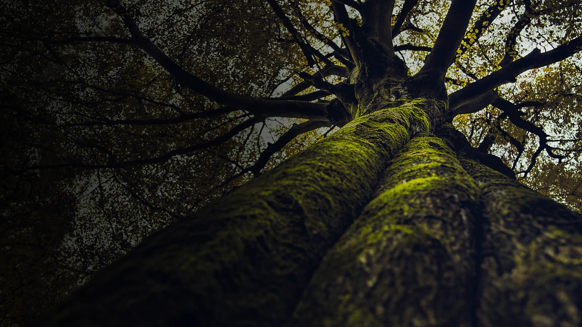 Bowie's Outdoor Services Hero 1