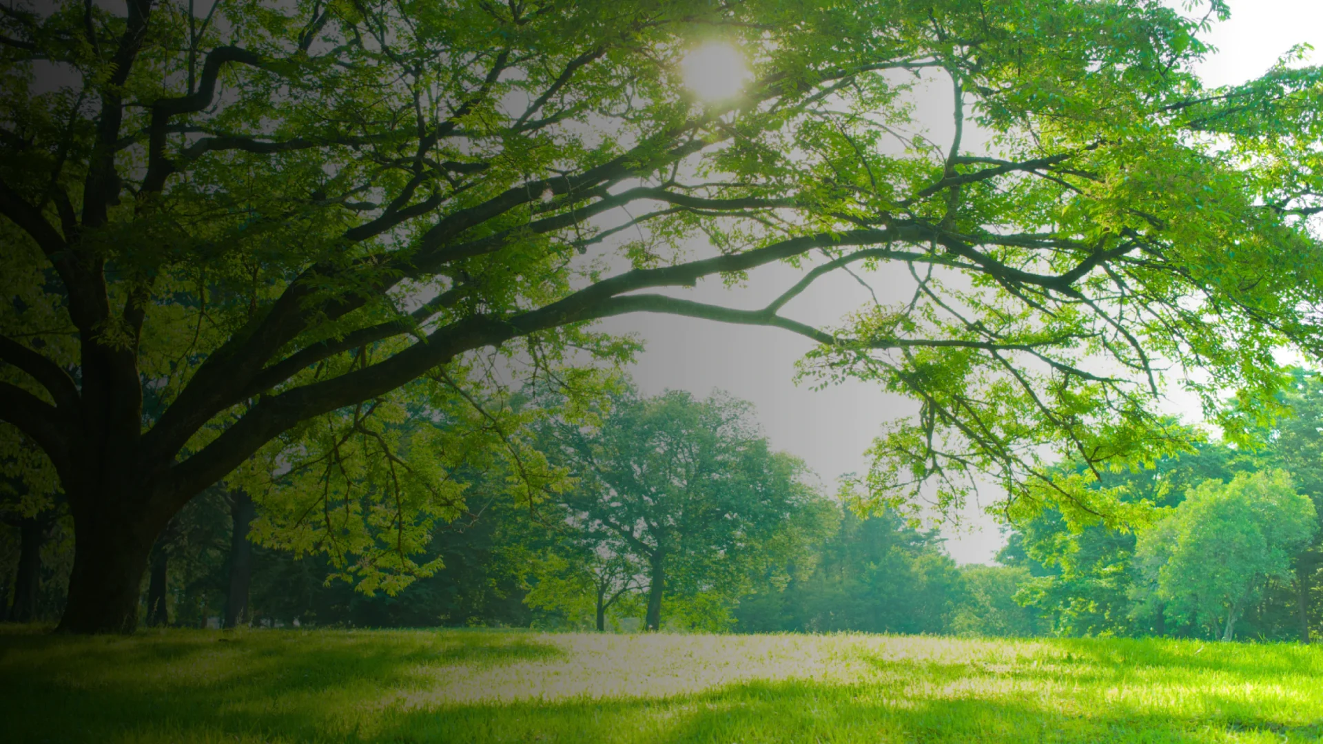 Bowie's Outdoor Services Hero 3