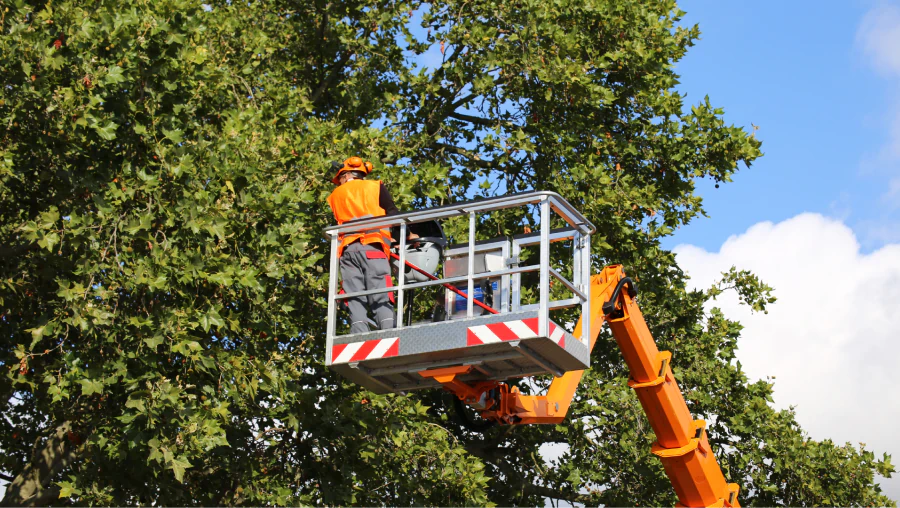 Commercial Tree Services 3 Commercial Tree Services 3