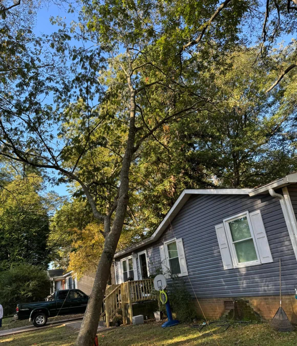 Emergency Tree Services