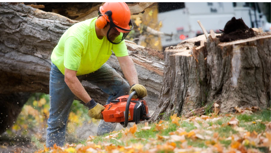 Tree Removal 3 Tree Removal 3