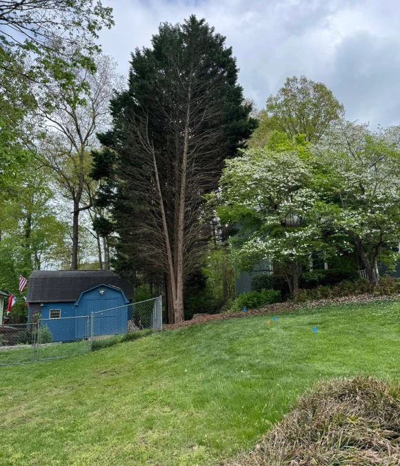 Tree Trimming & Pruning